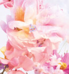 Dior Miss Dior